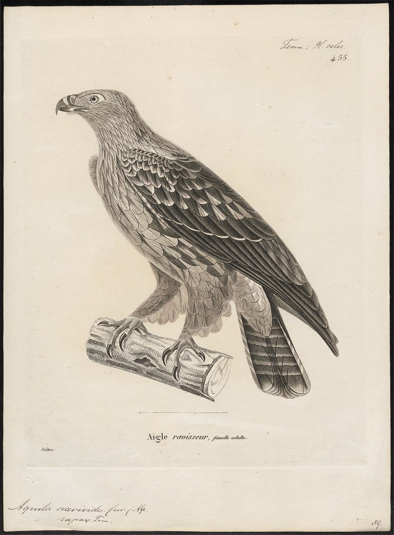 Aquila naevioides - 1700-1880 - Print - Iconographia Zoologica - Special Collections University of Amsterdam - UBA01 IZ18100189.Aquila naevioides = tawny eagle (Aquila rapax).jpg