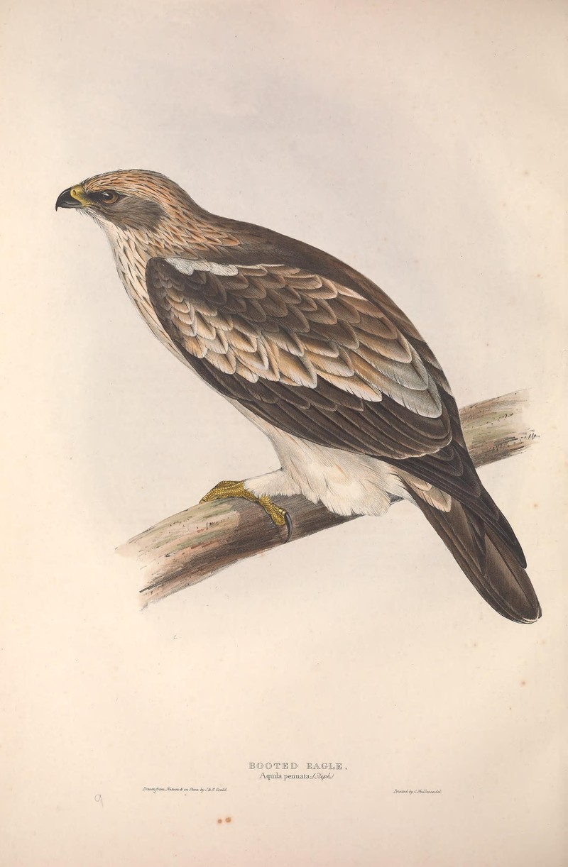 The birds of Europe (9398522009) - Aquila pennata = booted eagle (Hieraaetus pennatus).jpg