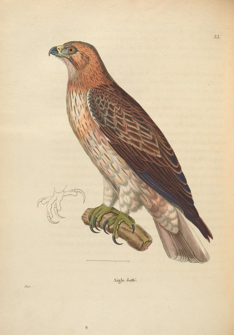 Nouveau recueil de planches coloriées d'oiseaux (6285707501) Aigle botté = booted eagle (Hieraaetus pennatus).jpg