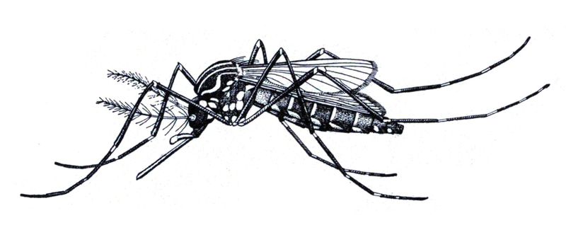Stegomyia fasciata - Aedes aegypti (yellow fever mosquito).jpg