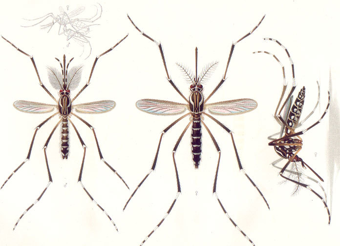 Aedes aegypti E-A-Goeldi 1905 - yellow fever or dengue mosquito.jpg