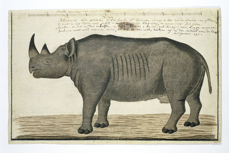 Recto Diceros bicornis bicornis (Zwarte neushoorn mannelijk), RP-T-1914-17-205 black rhinoceros.jpg