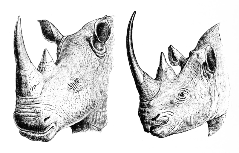 Heads of White Rhinoceros and Black Rhinoceros.jpg