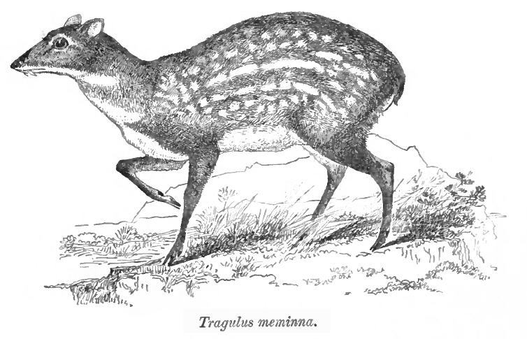 Moschiola meminna - Indian spotted chevrotain (Moschiola indica).jpg