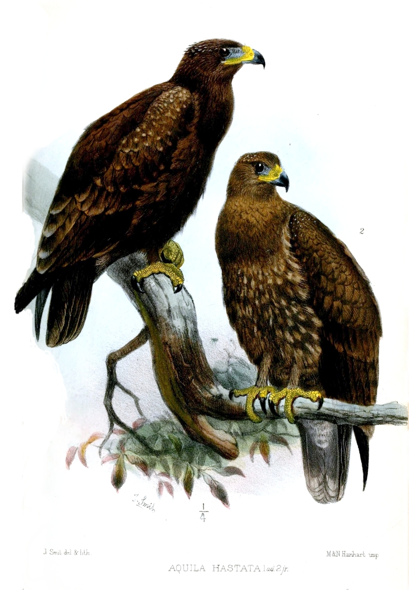 Aquila Hastata Smit - Indian spotted eagle (Clanga hastata).jpg