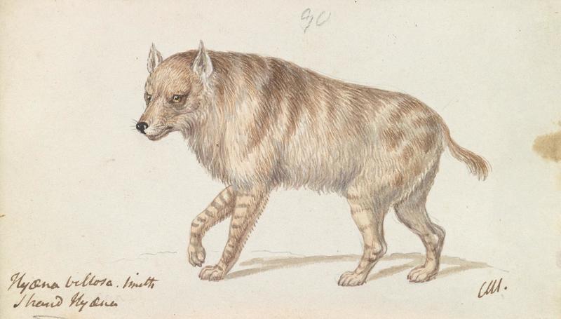 Charles Hamilton Smith - The Strand Hyaena - B1981.25.2268 - Yale Center for British Art - brown hyena (Parahyaena brunnea).jpg