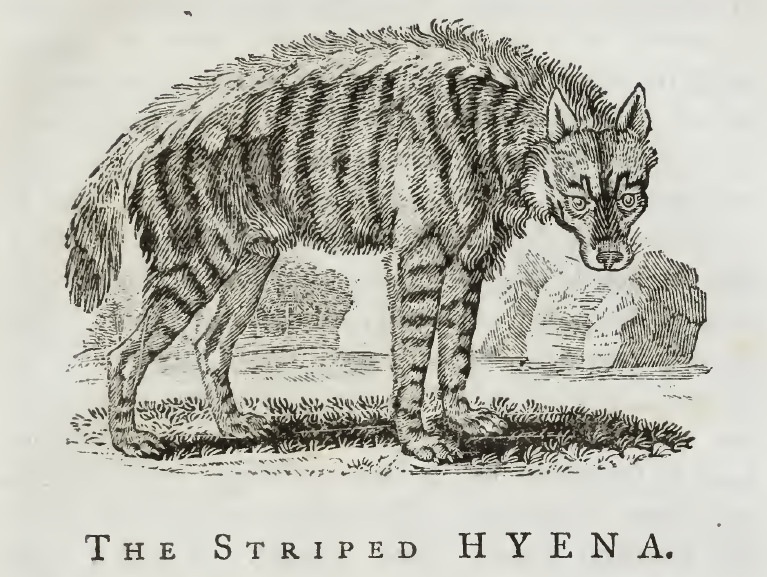 Striped Hyaena, Bewick, 1790 - striped hyena (Hyaena hyaena).png