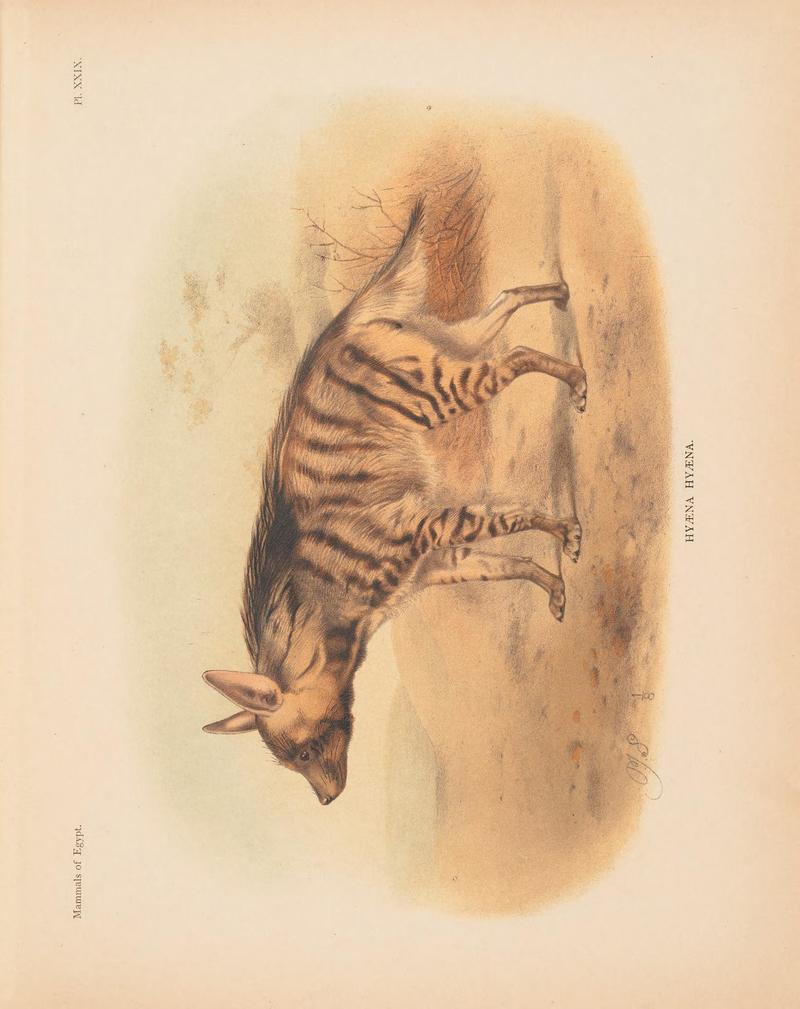 Zoology of Egypt (1898) Hyaena hyaena - Striped hyena.jpg