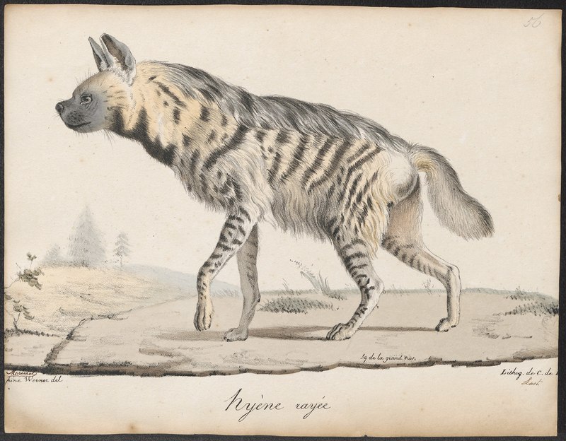 Hyaena striata - 1818-1842 - Print - Iconographia Zoologica - Special Collections University of Amsterdam - UBA01 IZ22200053.striped hyena (Hyaena hyaena).jpg