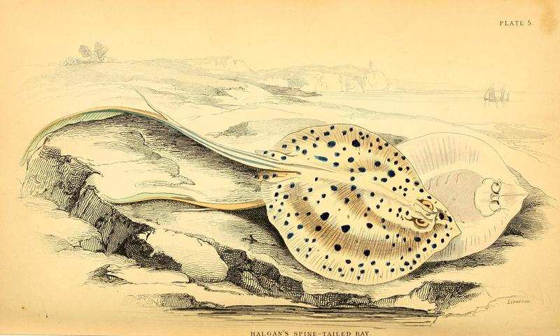 The natural history of fishes, particularly their structure and economical uses BHL12845919 - bluespotted ribbontail ray (Taeniura lymma).jpg