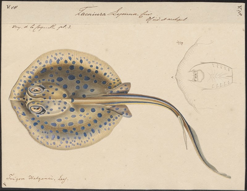 Taeniura lymma - 1700-1880 - Print - Iconographia Zoologica - Special Collections University of Amsterdam - UBA01 IZ14200105.bluespotted ribbontail ray (Taeniura lymma).jpg