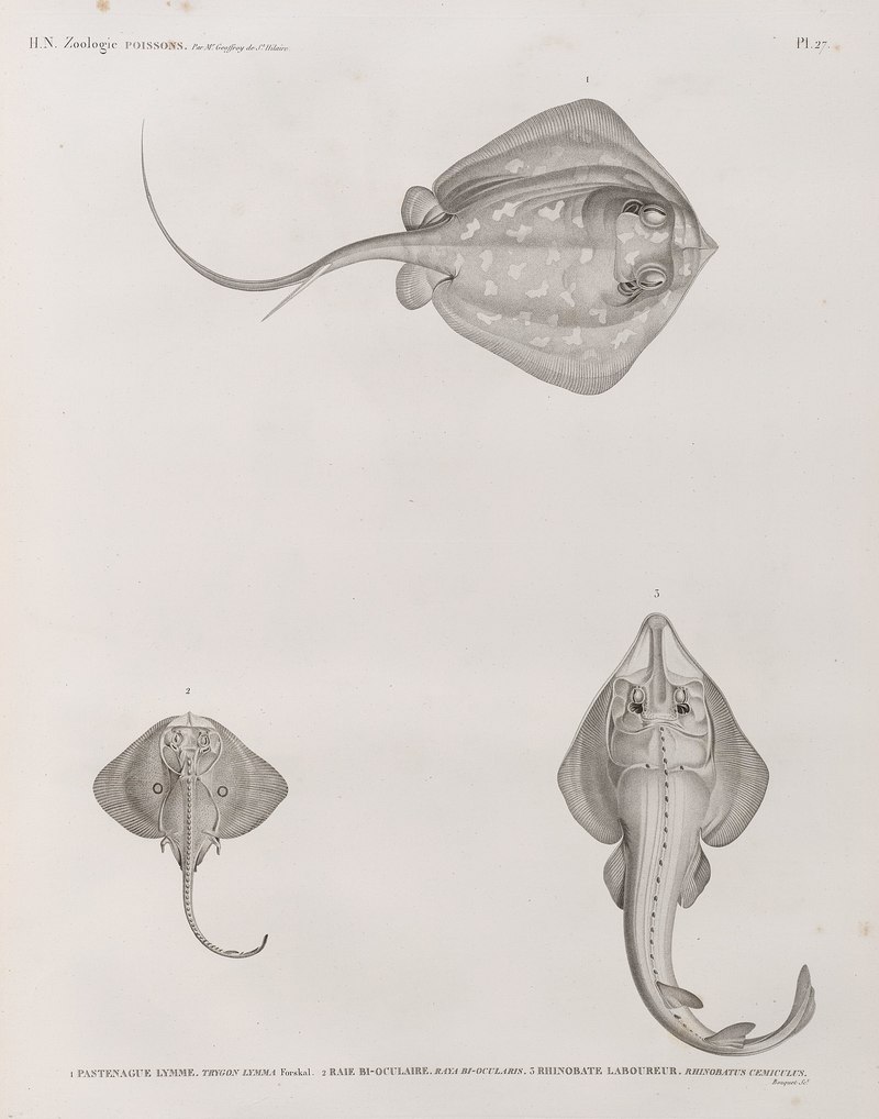 Zoologie. Poissons. 1. Pastenague lymme (Trygon lymma) forskal; 2. Raie bi-oculaire; 3. Rhinobate laboureur (Rhinobatus cemiculus) (NYPL b14212718-1268526).jpg