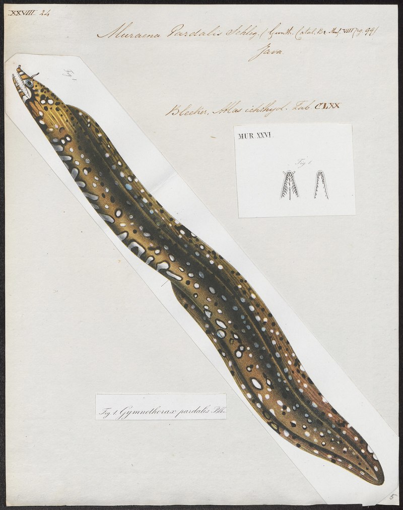Muraena pardalis - 1864 - Print - Iconographia Zoologica - Special Collections University of Amsterdam - UBA01 IZ15300011.leopard moray eel (Enchelycore pardalis).jpg