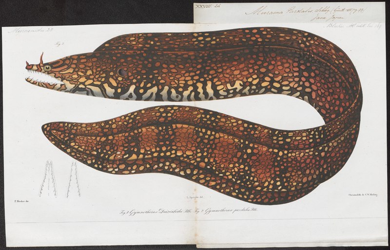 Muraena pardalis - 1864 - Print - Iconographia Zoologica - Special Collections University of Amsterdam - UBA01 IZ15300013.leopard moray eel (Enchelycore pardalis).jpg