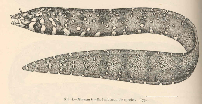FMIB 41019 Muraena kauilla Jenkins, new species Type - leopard moray eel (Enchelycore pardalis).jpeg