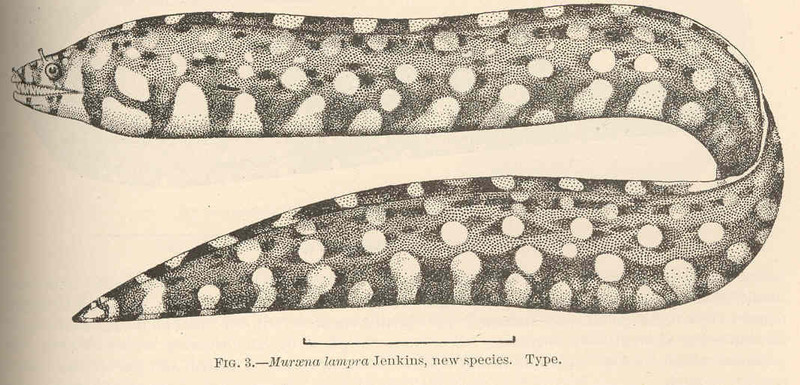 FMIB 41018 Muraena lampra Jenkins, new species Type - leopard moray eel (Enchelycore pardalis).jpeg
