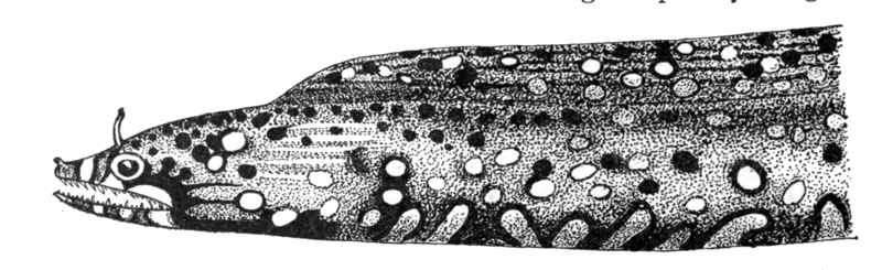 Enchelycorepardalis - Muraena pardalis - leopard moray eel (Enchelycore pardalis).jpg