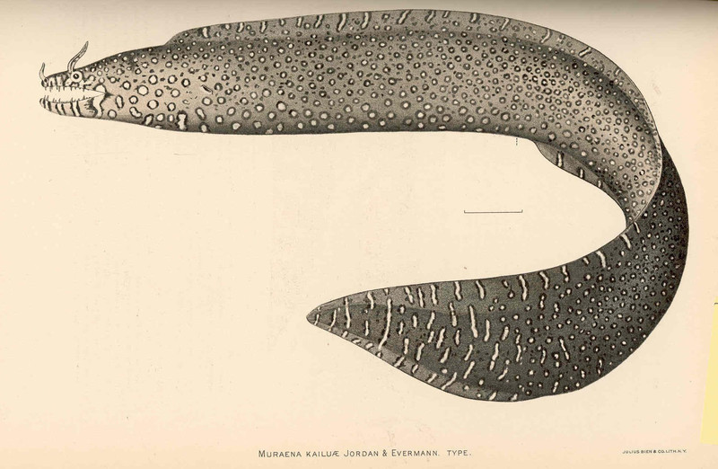 FMIB 42379 Muraena kailuae Jordan & Evermann Type - leopard moray eel (Enchelycore pardalis).jpeg