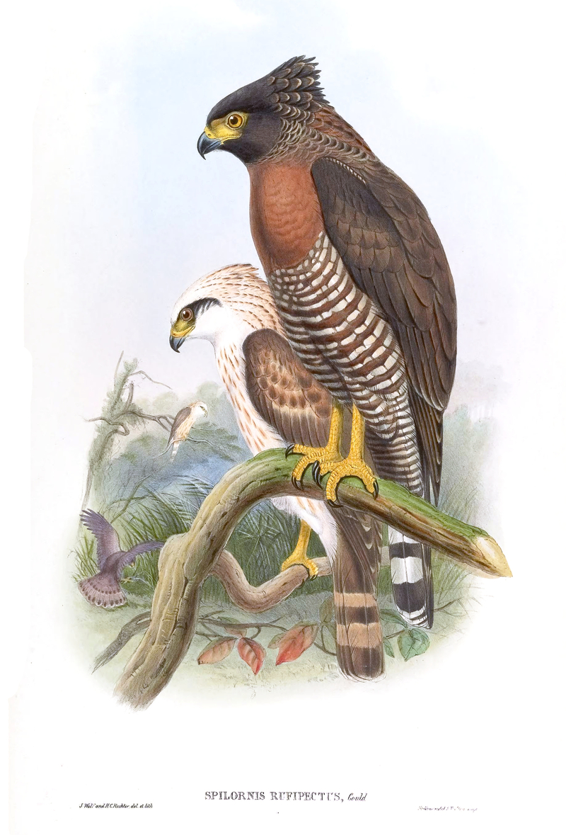 Spilornis Rufipectus Gould - Sulawesi serpent eagle (Spilornis rufipectus).jpg