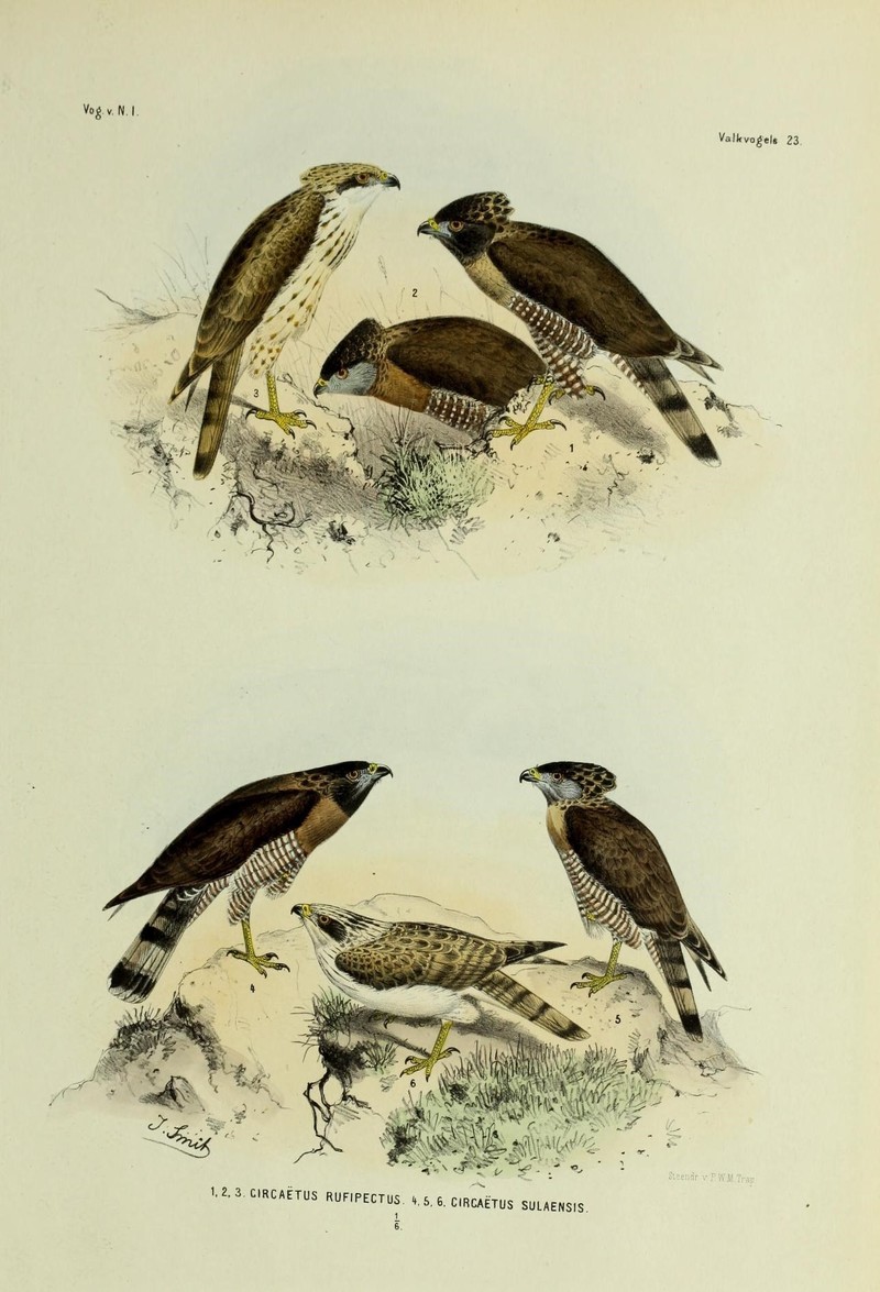 De vogels van Nederlandsch Indie (18708755733) - Sulawesi serpent eagle (Spilornis rufipectus) subspecies.jpg