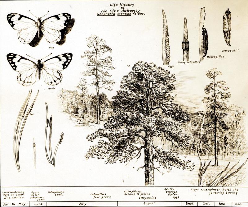C.1924. Drawing by W.D. Edmonston shows the life history of the Pine White Butterfly (Neophasia menapia Felder). (33572661842).jpg