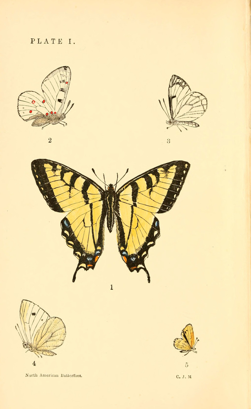 A manual of North American butterflies (6285862407).jpg