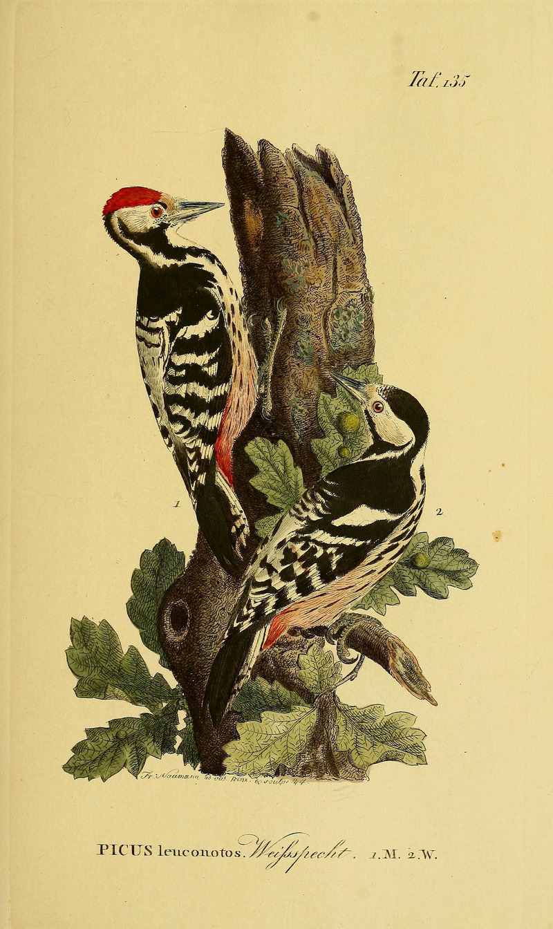 Johann Andreas Naumann's  Naturgeschichte der Vögel Deutschlands, nach einigen Erfahrungen entworfen (Taf. 135) (6058868493) - Picus leuconotus = white-backed woodpecker (Dendrocopos leucotos).jpg