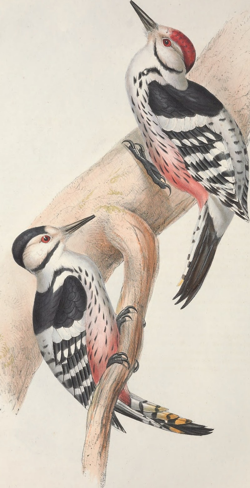 The birds of Europe (1837) (14565358059) - Picus leuconotus = white-backed woodpecker (Dendrocopos leucotos).jpg
