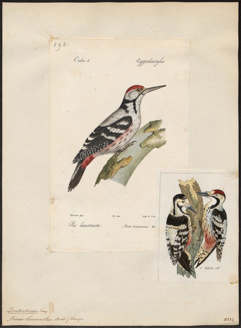 Picus leuconotus - 1842-1848 - Print - Iconographia Zoologica - Special Collections University of Amsterdam - UBA01 IZ18700051.jpg