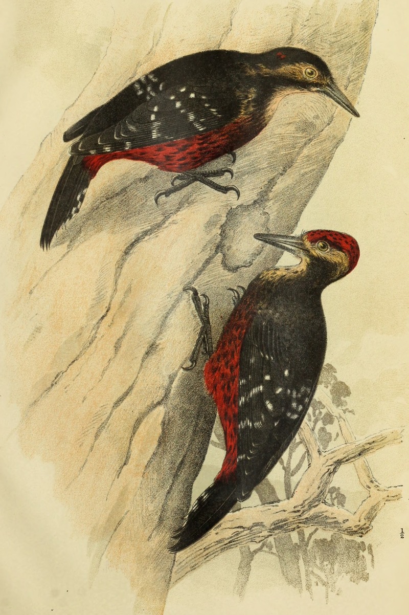 Annotationes zoologicae japonenses - Nihon dōbutsugaku ihō (1903) (18235133258) Picus owstoni = white-backed woodpecker (Dendrocopos leucotos owstoni).jpg