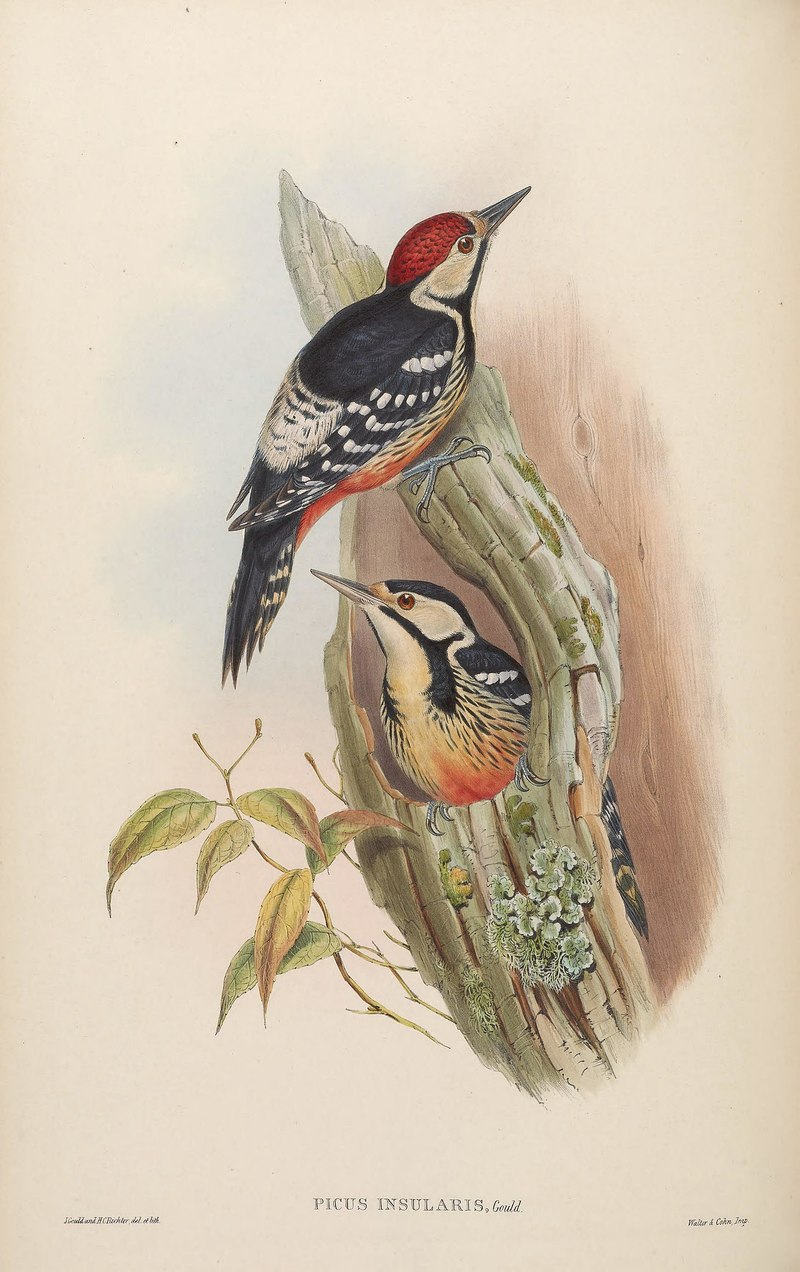 Birds Asia John Go VI Goul 0072 - Picus insularis = white-backed woodpecker (Dendrocopos leucotos insularis).jpg