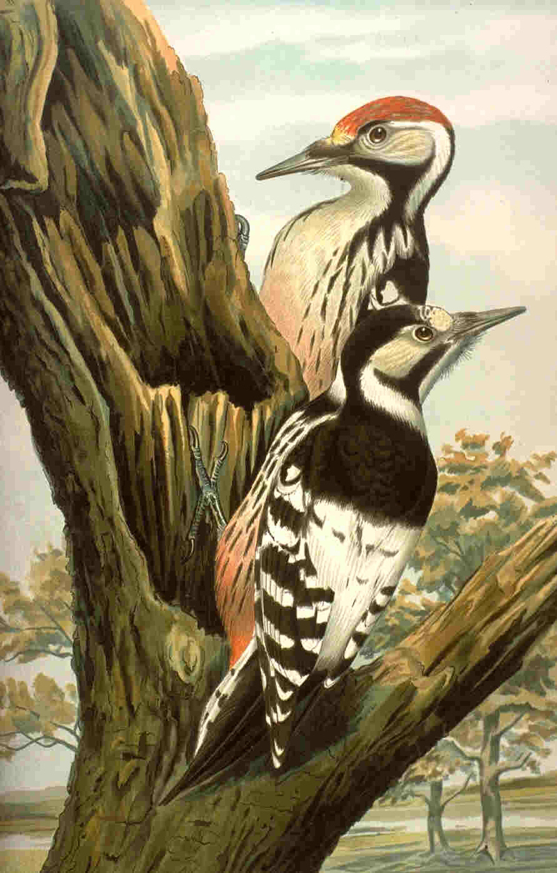 Dendrocopos leucotos NAUMANN white-backed woodpecker (Dendrocopos leucotos insularis).jpg