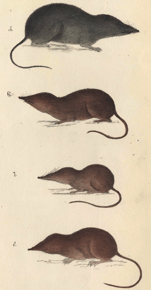 Bachman-1837-shrews-Sorex arcticus, Sorex cinereus, Sorex fimbripes.jpg