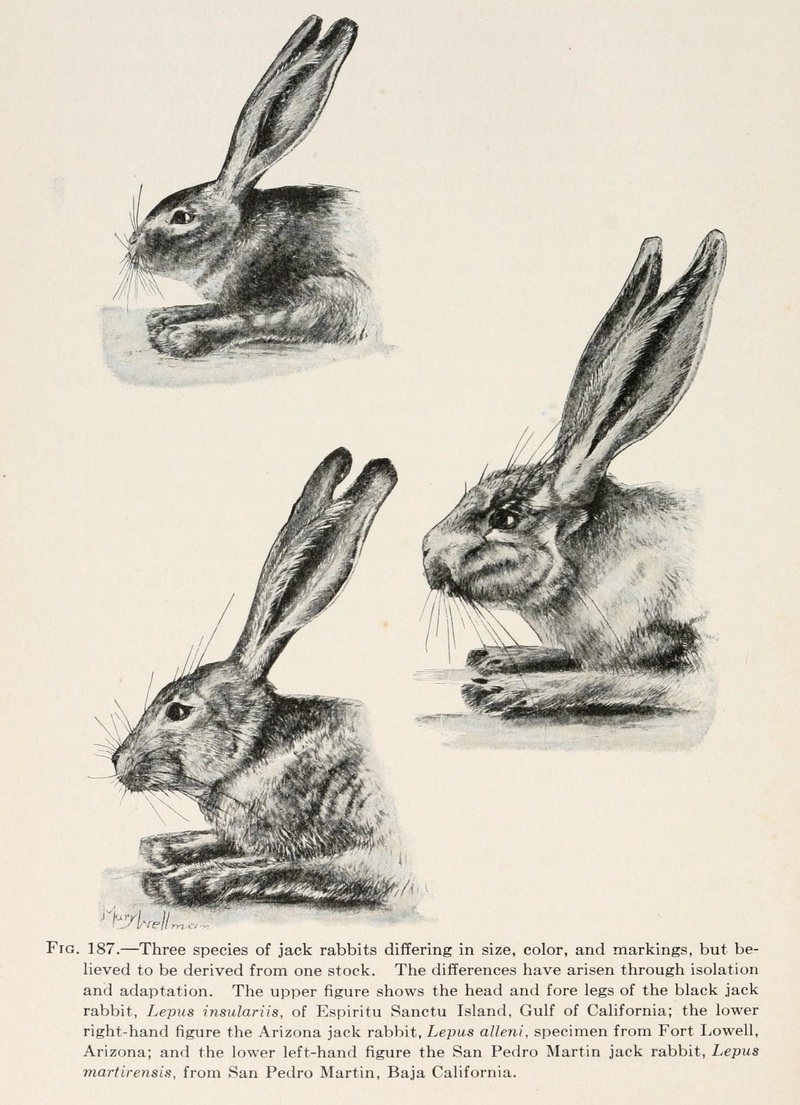 Evolution and animal life; an elementary discussion of facts, processes, laws and theories relating to the life and evolution of animals (1907) (14586659349).jpg