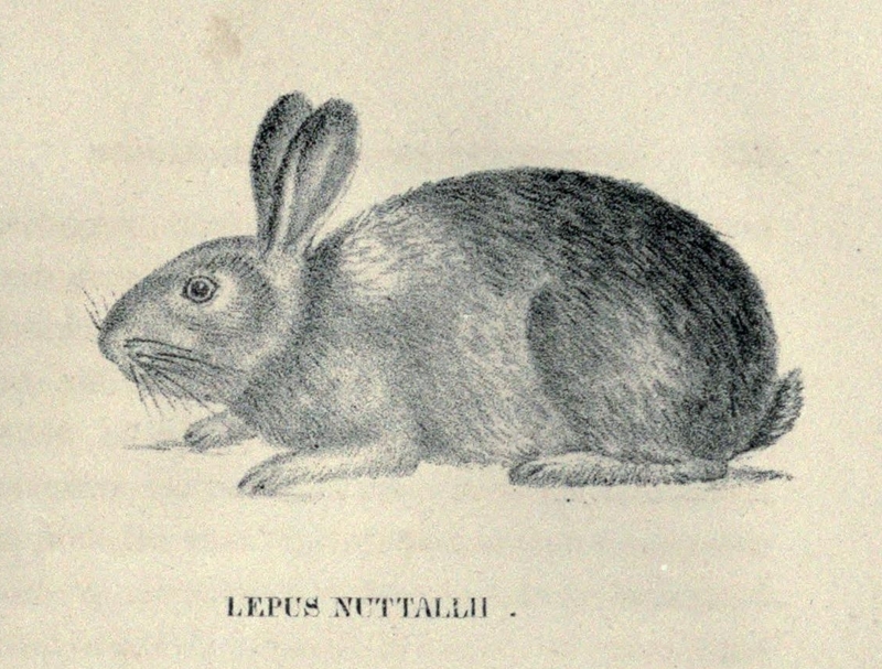 Lepus nutallii Bachmann 1837 Sylvilagus nuttallii (mountain cottontail rabbit).jpg