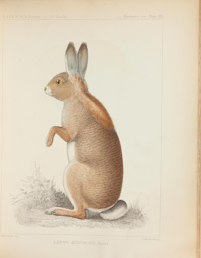 Mammals of North America; the description of species based chiefly on the collections in the Museum of the Smithsonian Institution (Plate XIII) BHL43276730 - Sylvilagus audubonii (desert cottontail rabbit).jpg
