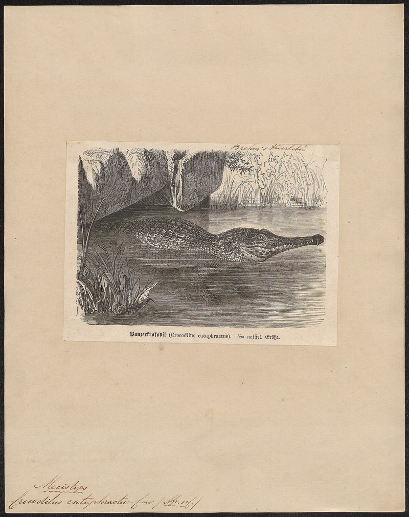 Crocodilus cataphractus - 1700-1880 - Print - Iconographia Zoologica - Special Collections University of Amsterdam - UBA01 IZ12200031.West African slender-snouted crocodile (Mecistops cataphractus).jpg