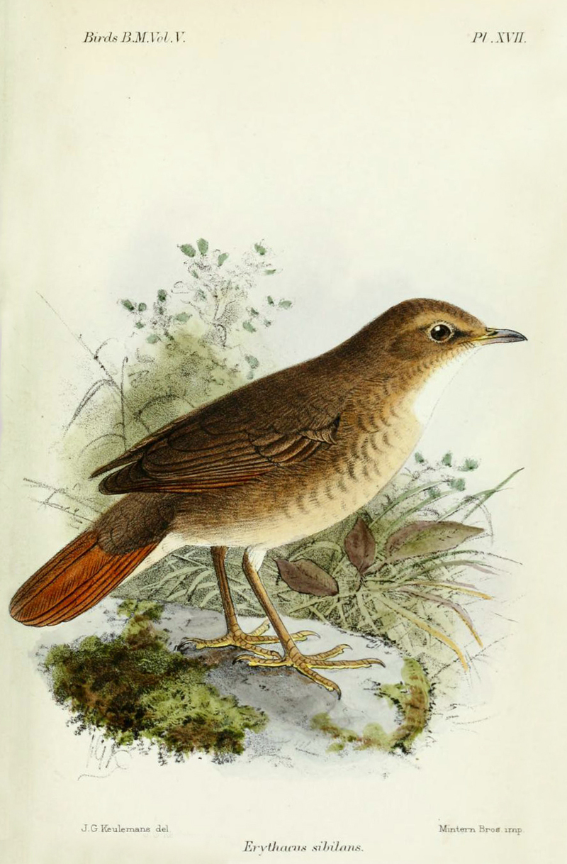 Erythacus Sibilans Keulemans - rufous-tailed robin (Larvivora sibilans).jpg