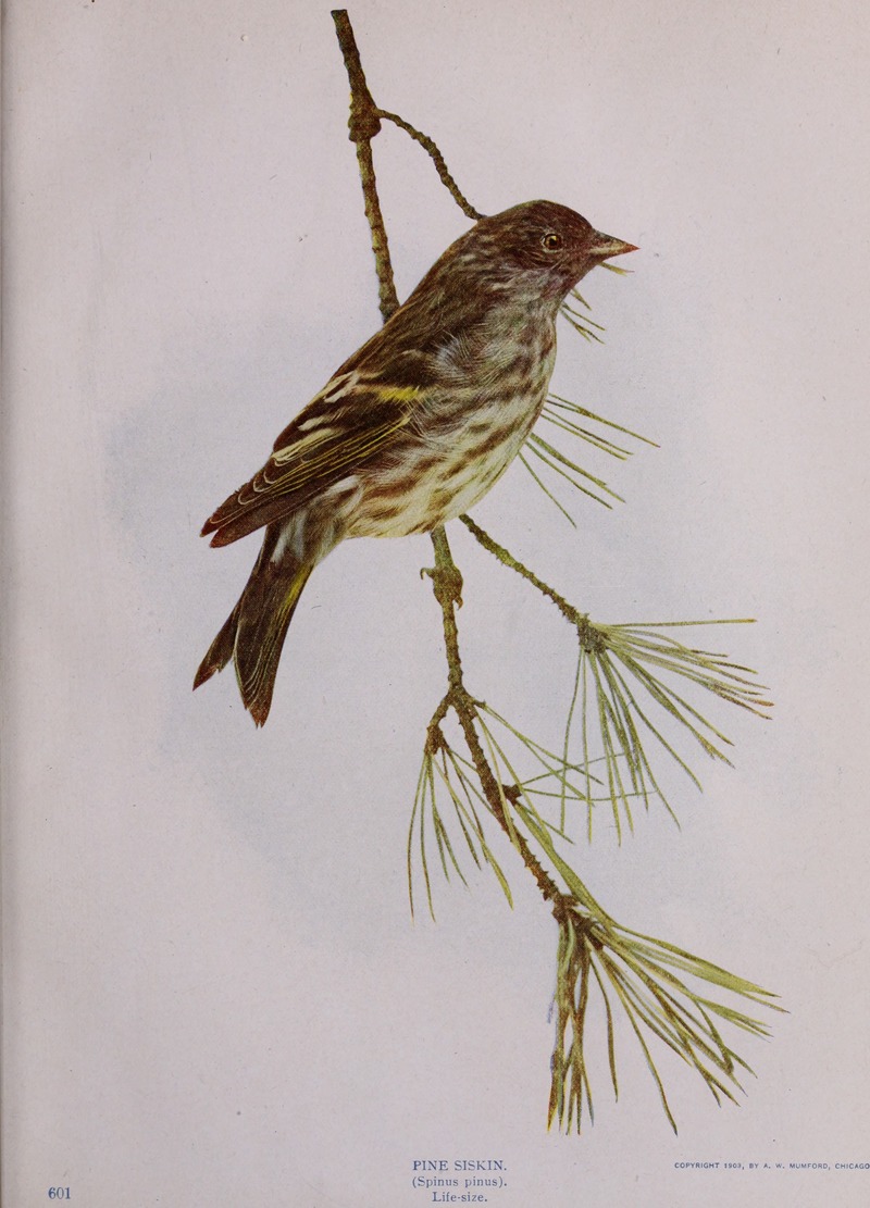 Birds and nature in natural colors. (1913) (14728992906) Spinus pinus (pine siskin).jpg