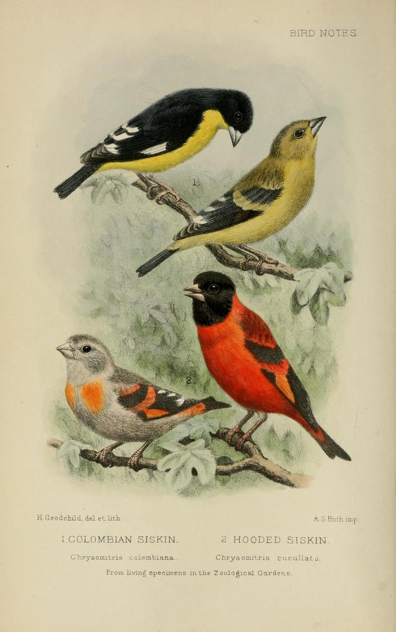 Bird notes (1908) (14768385333) Chrysomitris colombiana = Spinus psaltria colombianus (lesser goldfinch), Chrysomitris cucullata = Spinus cucullatus (red siskin).jpg