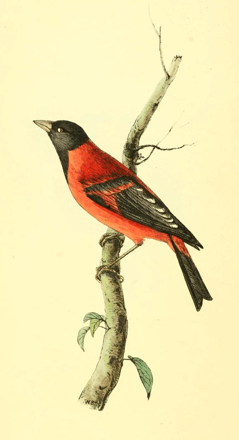 Zoological Illustrations Volume I Plate 7 red siskin (Spinus cucullatus).jpg