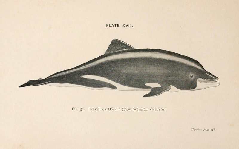 A book of whales (Plate XVIII) (6002558448) - Heaviside's dolphin (Cephalorhynchus heavisidii).jpg