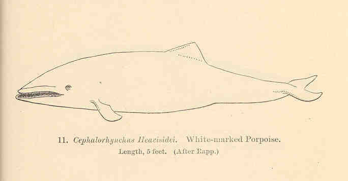 FMIB 34106 Cephalorhynchus Heavisidei Whited-marked Porpoise - Heaviside's dolphin (Cephalorhynchus heavisidii).jpeg