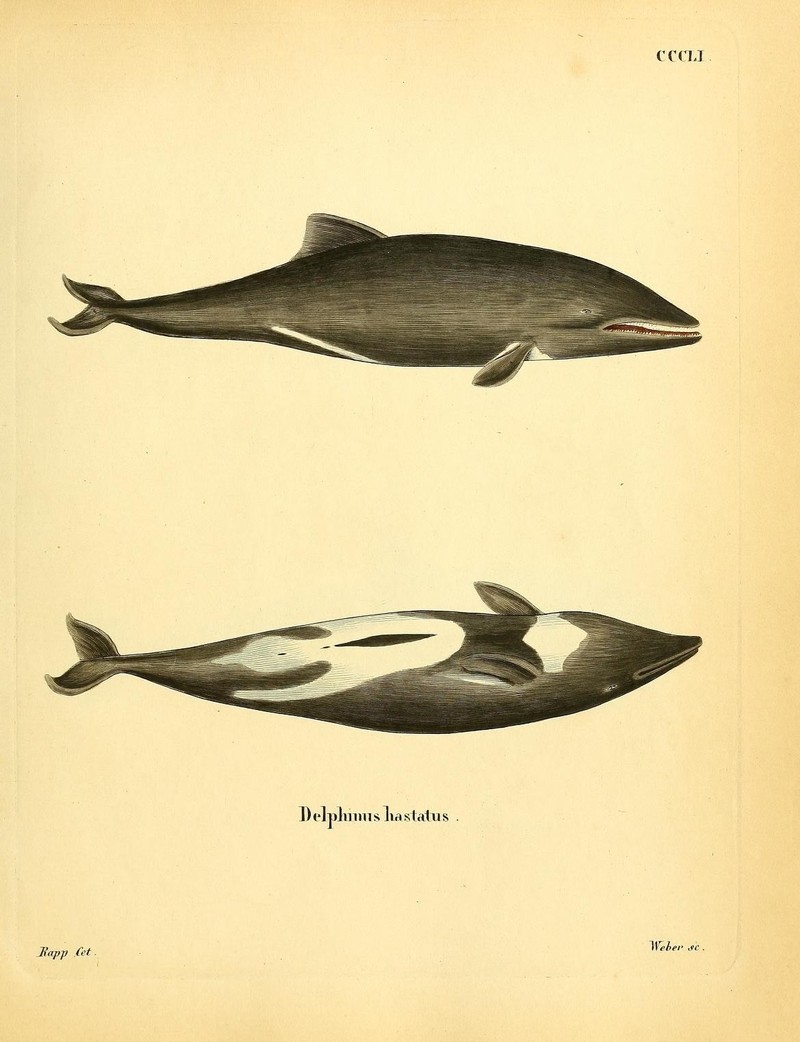 Die Säugthiere in Abbildungen nach der Natur, mit Beschreibungen (Plate CCCLI) (7257770104) - Heaviside's dolphin (Cephalorhynchus heavisidii).jpg