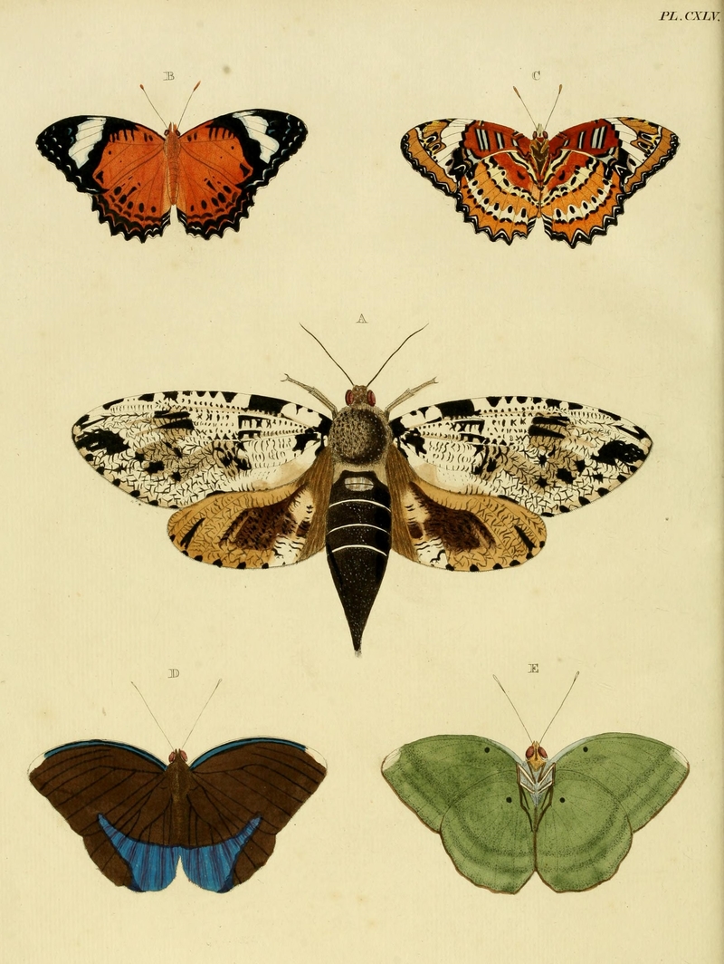 CramerAndStoll-uitlandsche kapellen vol. 2- plate 145 - Xyleutes strix, Cethosia penthesilea, Euphaedra harpalyce.jpg