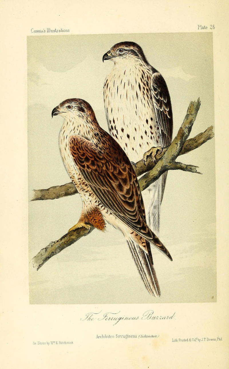 Illustrations of the birds of California, Texas, Oregon, British and Russian America (Plate 26) (6306536158) Archibuteo ferrugineus = ferruginous hawk (Buteo regalis).jpg