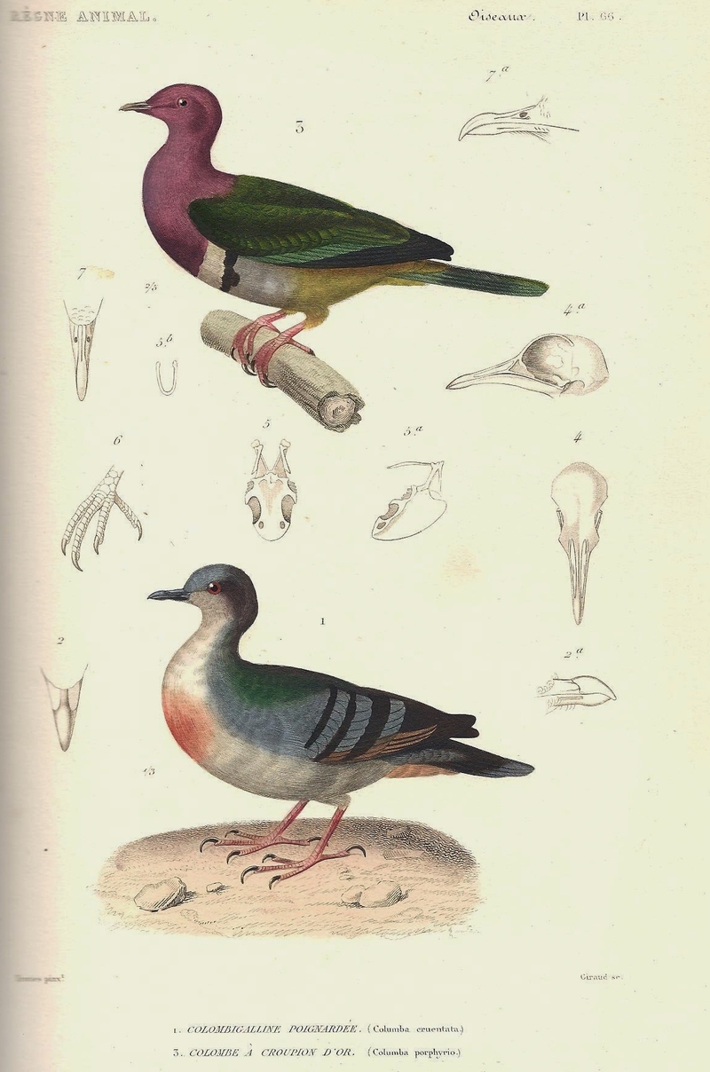 Cuvier-66-Colombe à croupion d'or et Gallicolombe poignardée - pink-headed fruit dove (Ptilinopus porphyreus), Luzon bleeding-heart (Gallicolumba luzonica).jpg