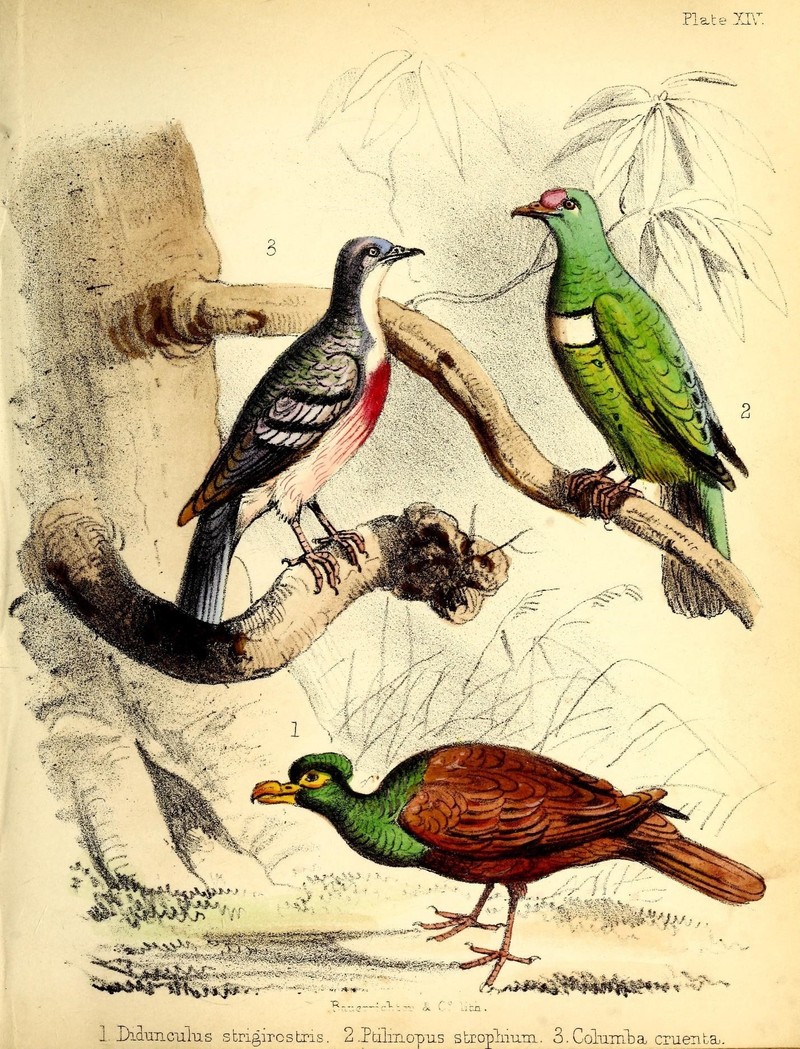 A popular history of birds (19554449156).jpg