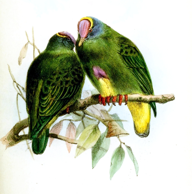 Ptilonopus Coronulatus Wolf - coroneted fruit dove (Ptilinopus coronulatus).jpg