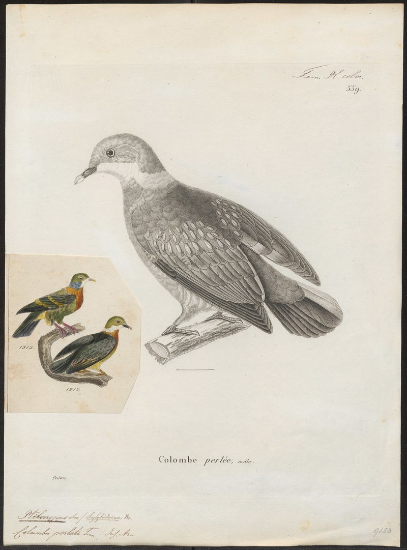 Ptilinopus perlatus - 1700-1880 - Print - Iconographia Zoologica - Special Collections University of Amsterdam - UBA01 IZ15600075.pink-spotted fruit dove (Ptilinopus perlatus).jpg